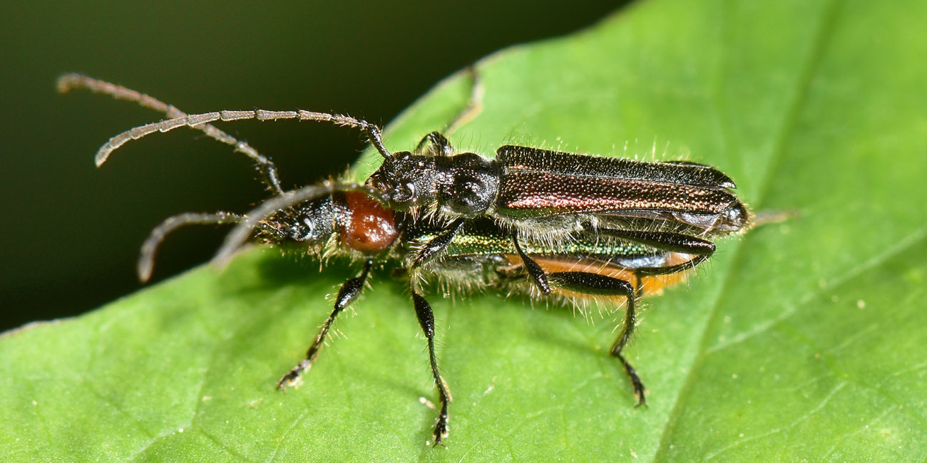 Cerambycidae:  Callimus abdominalis (e Callimus angulatus)